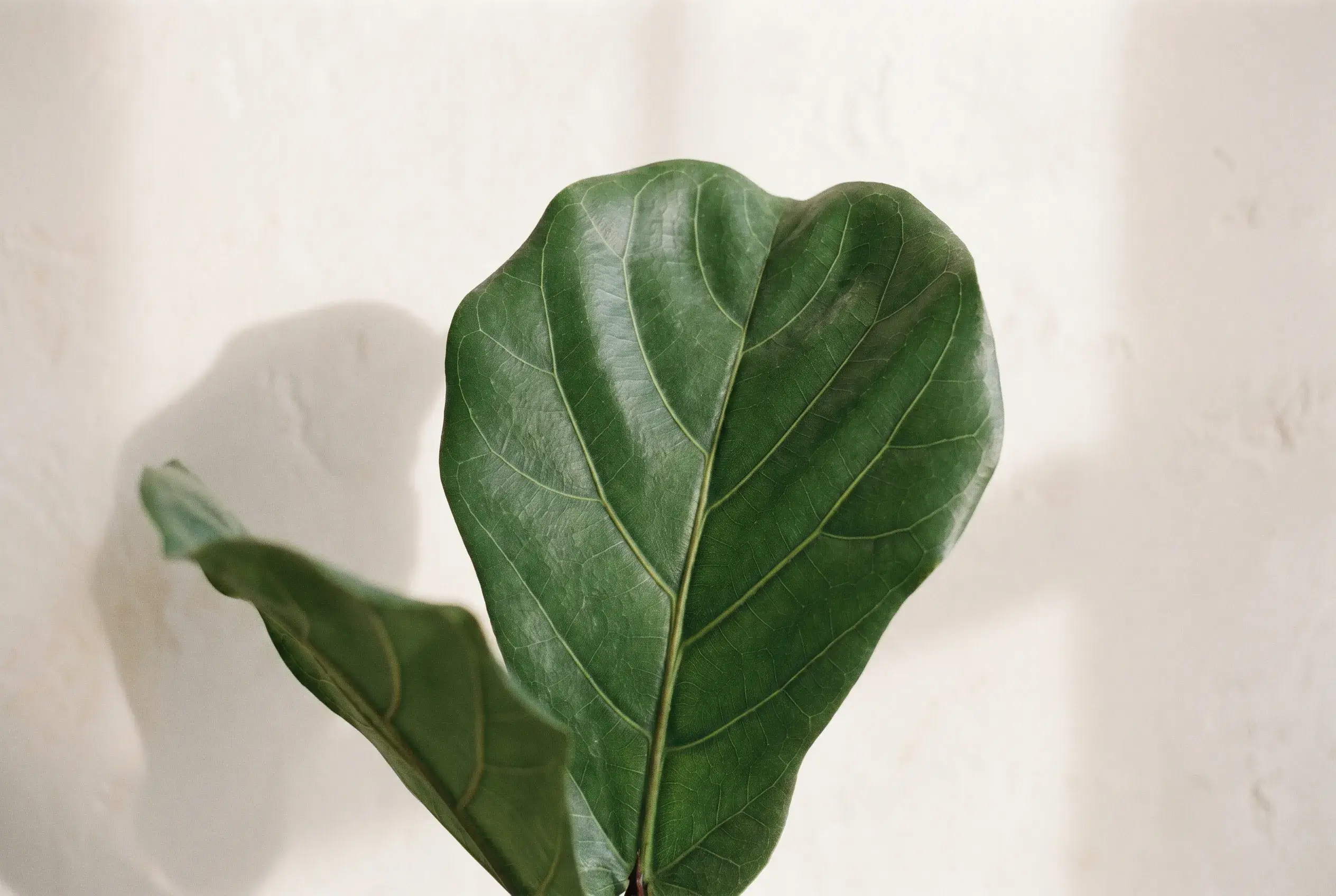 A fiddle-leaf fig leaf against a plaster wall